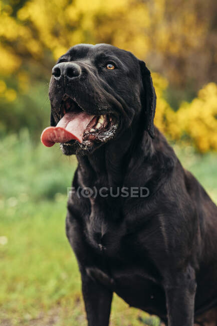 Black Labrador Retriever com a língua para fora sentado no campo gramado verde perto de plantas amarelas e arbustos no campo durante o dia — Fotografia de Stock