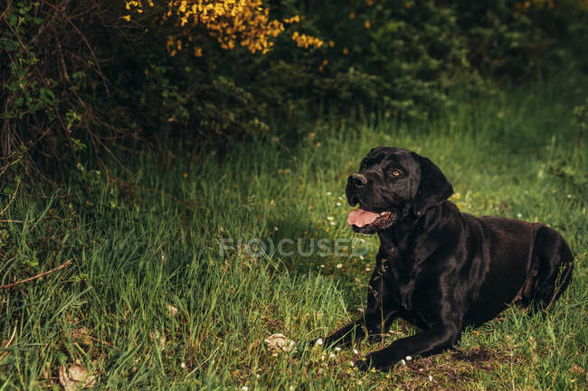Black Labrador Retriever com a língua para fora deitado no campo gramado verde perto de plantas amarelas e arbustos no campo durante o dia — Fotografia de Stock