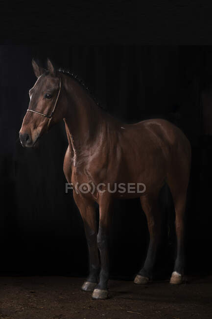 Side view of chestnut horse in bridle standing in barn on black background — Stock Photo