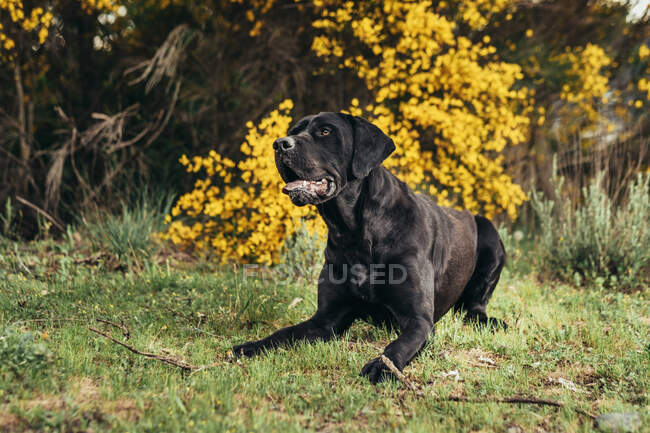 Black Labrador Retriever con la lengua hacia fuera que miente en el campo herboso verde cerca de las plantas amarillas y los arbustos en el campo en el día - foto de stock