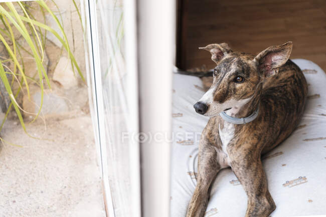 Сірий собака розслабляється на м'якій подушці, розміщеній на підлозі біля вікна в будинку — стокове фото