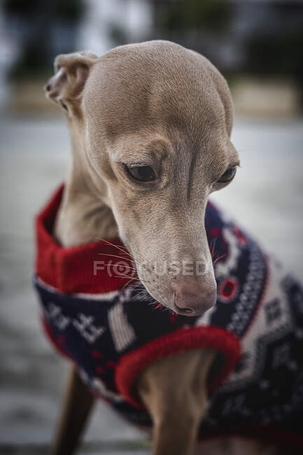Cão Greyhound italiano engraçado brincando no parque. Com suéter de lã e chapéu — Fotografia de Stock
