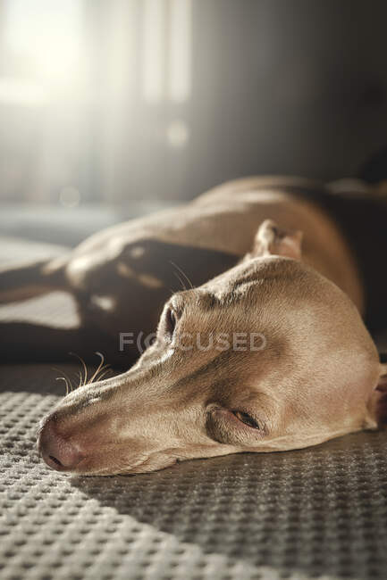 Perro galgo italiano descansando en la cama en casa - foto de stock