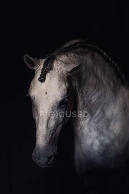 Vista lateral do focinho de cavalo branco em pé sobre fundo escuro — Fotografia de Stock