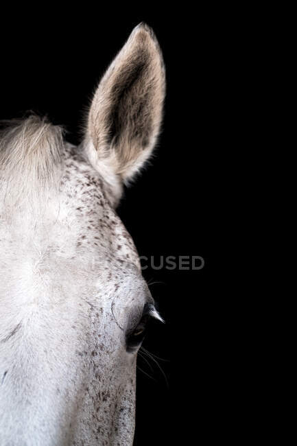 Cropped muzzle of white horse standing on black background — Stock Photo