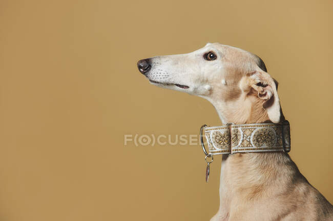 Porträt des stilvollen Windhundhundes über braunem Hintergrund — Stockfoto