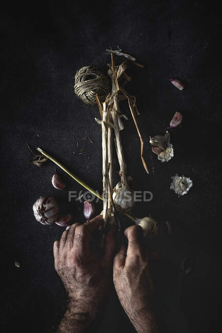 From above cropped unrecognizable person hands arranging bouquet of fresh purple garlic cloves placed in dark background — Stock Photo