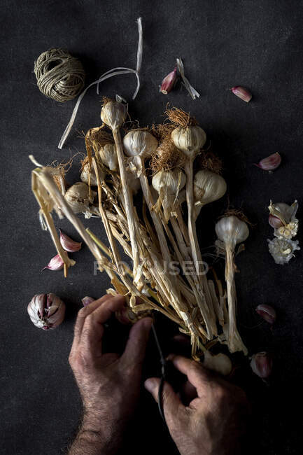 From above cropped unrecognizable person hands arranging bouquet of fresh purple garlic cloves placed in dark background — Stock Photo