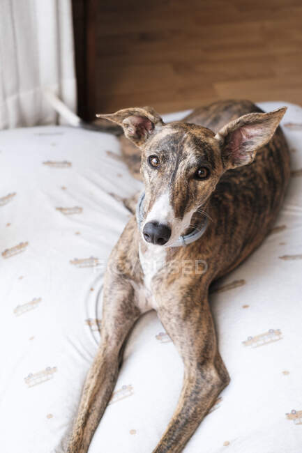 Greyhound dog relaxing on soft cushion placed on floor near window in house — Stock Photo