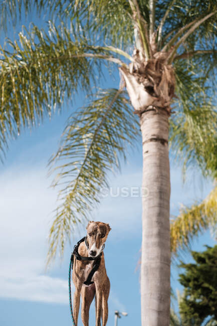 Сірий собака в упряжці, що стоїть на вулиці проти пальм, що ростуть в екзотичному місті влітку — стокове фото