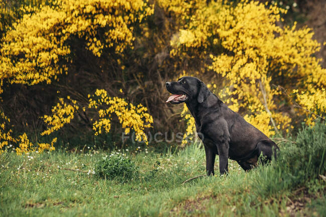Seitenansicht eines schwarzen Labrador Retrievers mit Zunge, der tagsüber auf einem grünen Rasenfeld in der Nähe gelber Pflanzen und Sträucher auf dem Land sitzt — Stockfoto