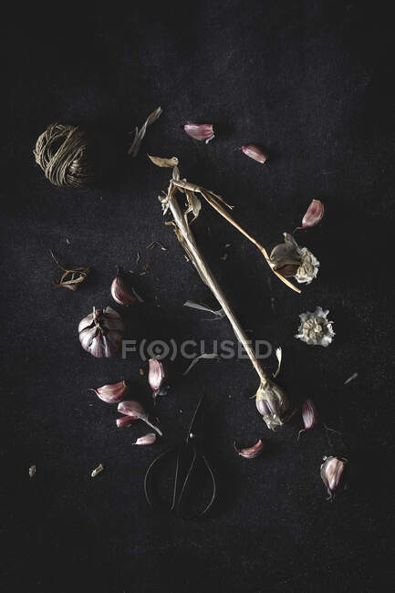 De arriba ramo de dientes de ajo púrpura fresco colocado en el fondo oscuro - foto de stock