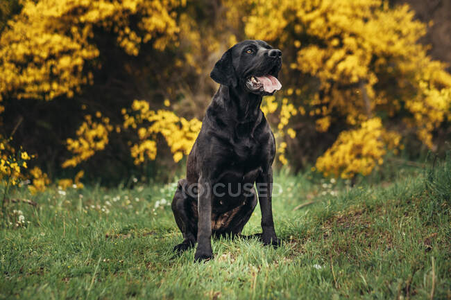 Labrador noir Récupérateur avec la langue dehors assis sur le champ herbeux vert près des plantes jaunes et des arbustes dans la campagne pendant la journée — Photo de stock
