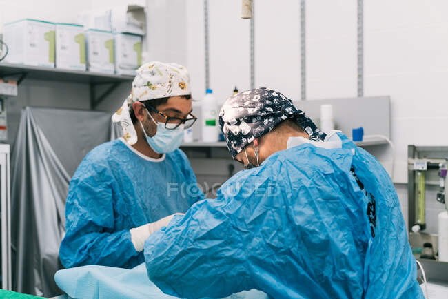 Cirujano veterinario profesional competente con asistente en ropa protectora y máscaras haciendo operación en paciente animal en quirófano con lámpara quirúrgica - foto de stock