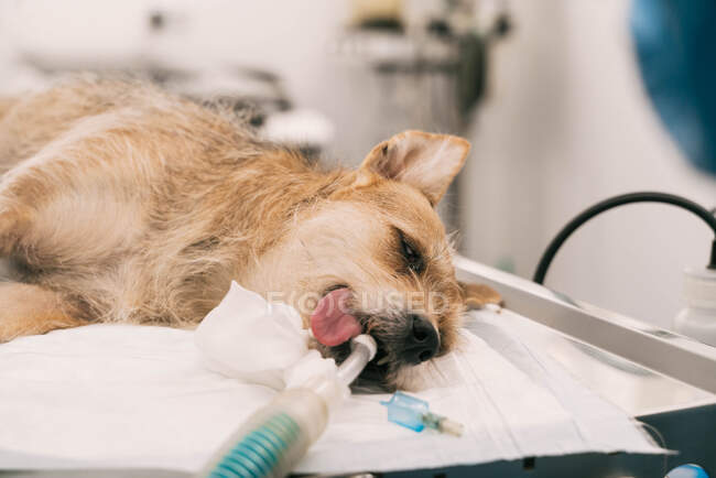 Hund unter Narkose mit Schlauch im Mund liegt bei Operation in Tierklinik auf Operationstisch — Stockfoto