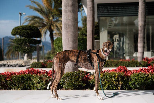 Levriero cane in imbracatura in piedi sulla strada contro palme alberi che crescono in città esotica in estate — Foto stock