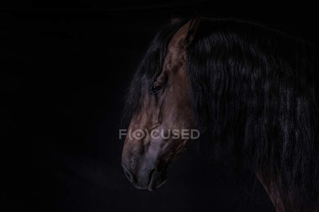 Vista lateral do focinho do cavalo castanho sobre fundo escuro no clube equino — Fotografia de Stock