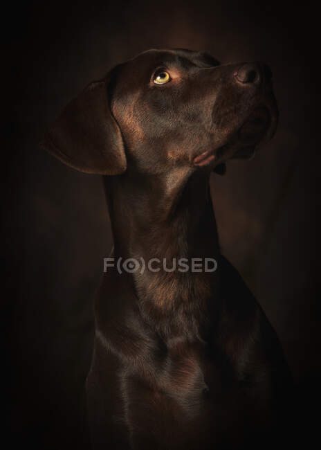 Retrato de belo alemão braco cão marrom sobre fundo escuro — Fotografia de Stock