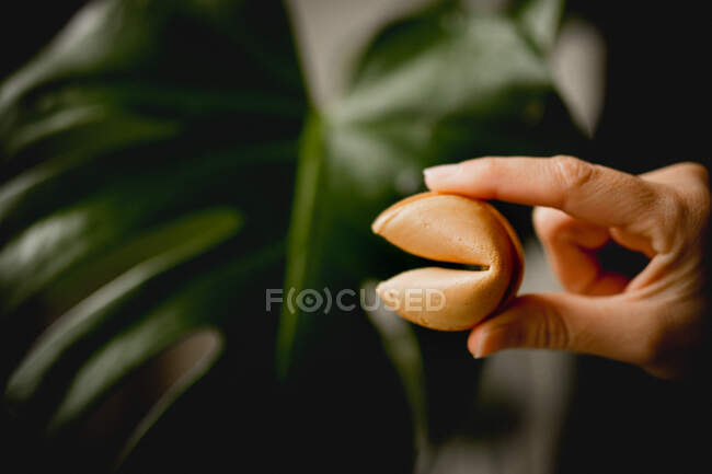 Hand einer anonymen Frau mit frischem Glückskeks auf verschwommenem Hintergrund einer exotischen Pflanze — Stockfoto