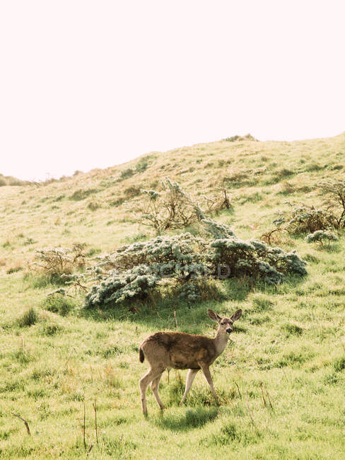 Single graceful deer on grassland of mountain in valley of Point Reyes State Park in California — Stock Photo