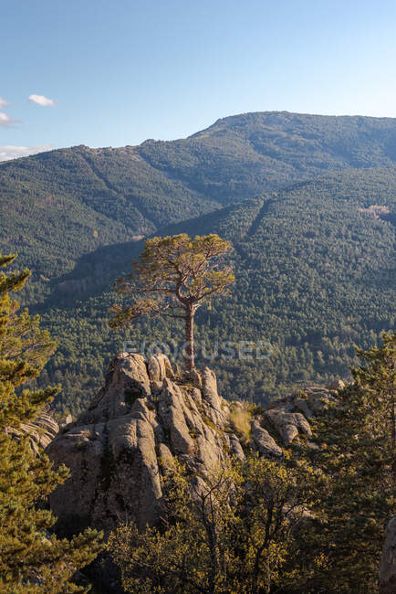 Хвойные деревья растут на скалах против зеленых горных вершин в солнечный день в Национальном парке Сьерра-де-Гуадарама в Мадриде, Испания — стоковое фото