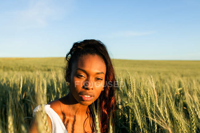 Joven dama negra en vestido de verano blanco paseando por el campo de trigo verde mientras mira a la cámara durante el día bajo el cielo azul - foto de stock
