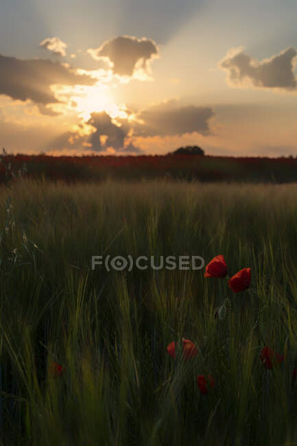 Ландшафтна сцена макових квітів на лузі на заході сонця — стокове фото