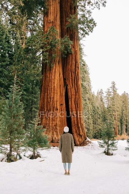 Обратный вид безликой женщины в теплой одежде, стоящей в одиночестве на снежной поляне против высокой и широкой зеленой секвойи для сравнения размера человеческого тела и дерева в лесу Национального парка Секвойя в США — стоковое фото