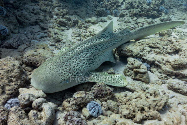 Леопардова котяча акула лежить на піщаному дні чистого моря біля коралового рифу — стокове фото