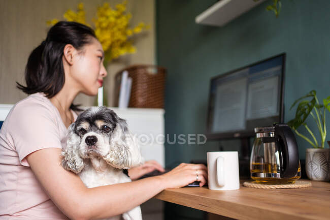 Vista lateral de la ocupada freelancer asiática sentada en la mesa con American Cocker Spaniel dog y computadora de navegación mientras trabaja en un proyecto remoto desde casa - foto de stock
