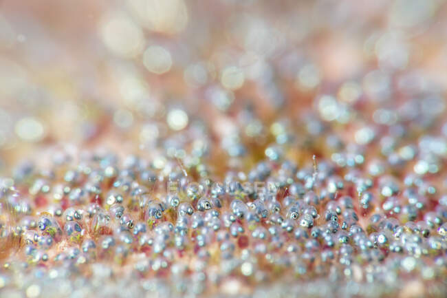 Closeup tiny eggs of sergeant mayor fish attached to surface of coral reef in transparent clean water of sea — Stock Photo