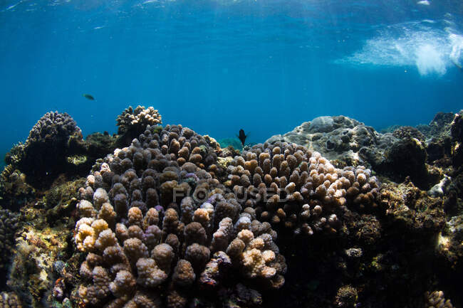 Vista subaquática do coral Acropora crescendo no fundo rochoso do mar com água azul — Fotografia de Stock