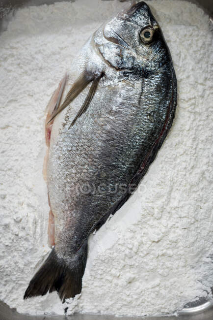 Vue de dessus du poisson gardon frais non cuit placé sur un tas de farine blanche pendant la cuisson dans la cuisine — Photo de stock