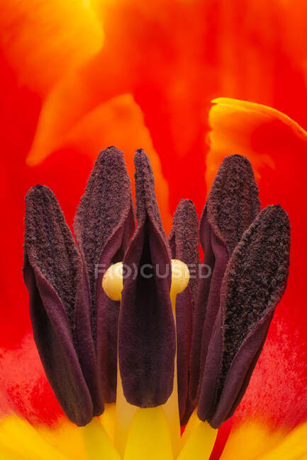 Macro view of stamens with pollen and pestle of blooming red tulip flower — Stock Photo