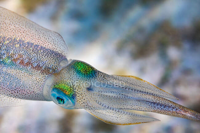 Primer plano pequeño calamar con piel iridiscente nadando sobre un fondo borroso de arrecife de coral en el océano - foto de stock