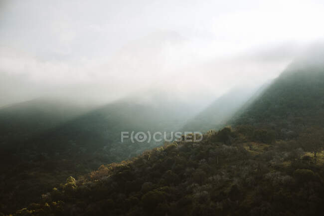 Wonderful landscape with crowns of tall evergreen trees against foggy highland at horizon in Sequoia National Park in USA — Stock Photo