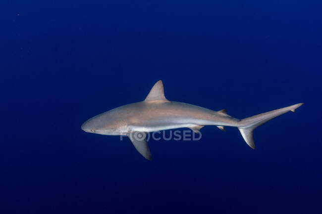 Énorme requin de récif sauvage et poissons nageant sur fond bleu d'eau de mer propre — Photo de stock