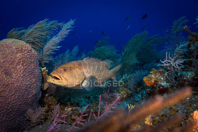 Peces mero salvajes nadando en medio de plantas marinas sobre la superficie rugosa del arrecife de coral en agua azul oscura de mar limpio - foto de stock