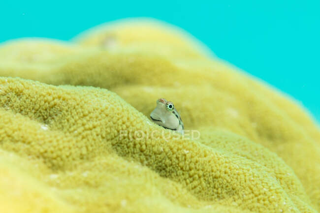 Small Happy Blenny fish sitting on surface of sea sponge in water — Stock Photo