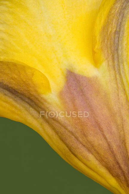 Macro of yellow petal of blossoming iris flower growing in garden in summer — Stock Photo