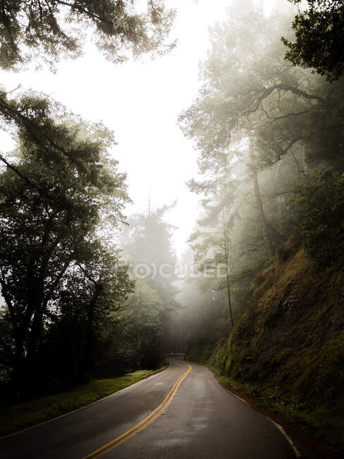 Дорога подається по темних мохоподібних скелях і вічнозелених деревах у туманних болотистих лісах Сан-Франциско. — стокове фото