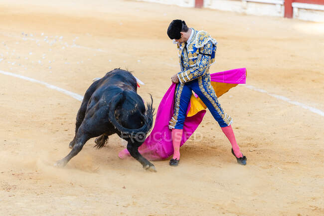 Fearless toreador performing holding capote with bull on bullring during corrida festival — Stock Photo