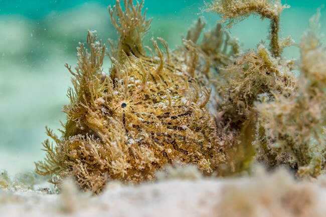 Primo piano Antennario selvatico Pesce rana peloso con pelle mimetica nuotare vicino alle piante marine e in attesa di preda in acqua pulita del mare — Foto stock
