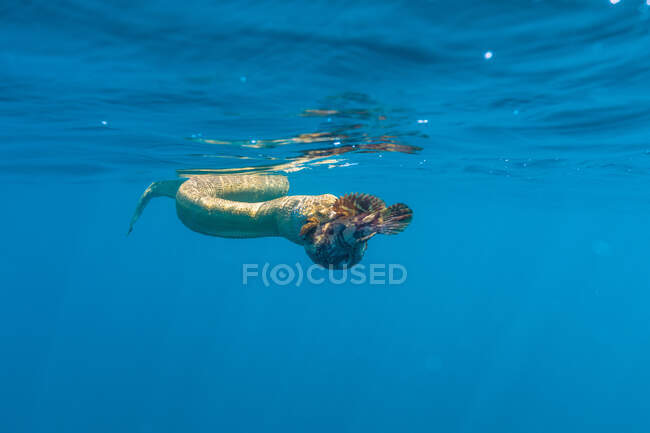 Кораловий риф, плаваючи у блакитній воді океану, ковтає тропічну рибу. — стокове фото