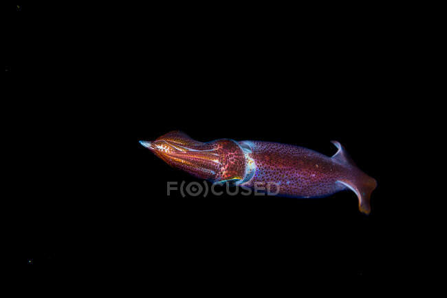 Neon flying squid with transparent dappled body and small arms among natural underwater environment on black background — Stock Photo