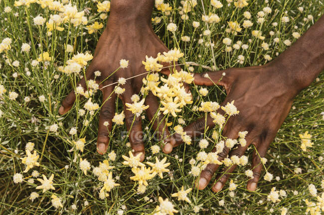 Desde arriba de la cosecha anónima hombre afroamericano tocando flores silvestres de color amarillo brillante creciendo en el prado floreciente en verano - foto de stock