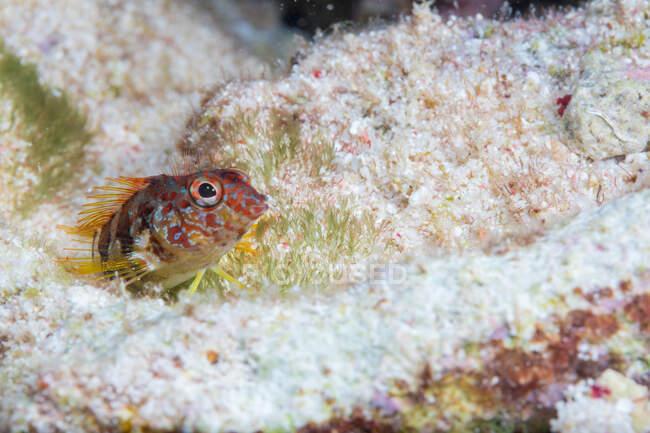 Tiny Zvonimirs blenny Little Coby swimming over white corals on bottom of clean sea — Stock Photo