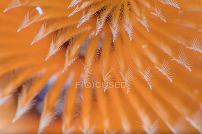 Зверху крупним планом апельсинові щупальця диких Спіробранч Різдвяна ялинка черв'як у чистій морській воді — стокове фото