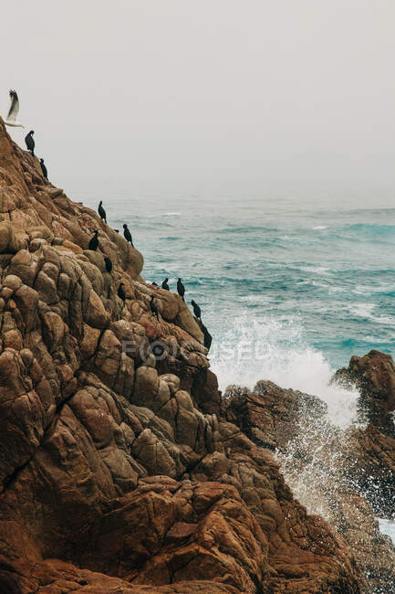 Група пінгвінів, що піднімаються нерівною скелею біля бурхливого моря в сірий день на Великому Сурі. — стокове фото