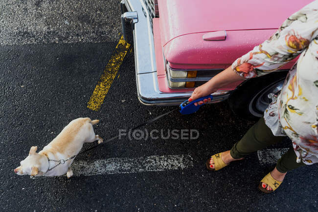 Vista superior de uma mulher irreconhecível andando seu cão ao lado de um carro clássico rosa em um dia chuvoso — Fotografia de Stock